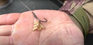 Lov kaprů na červy