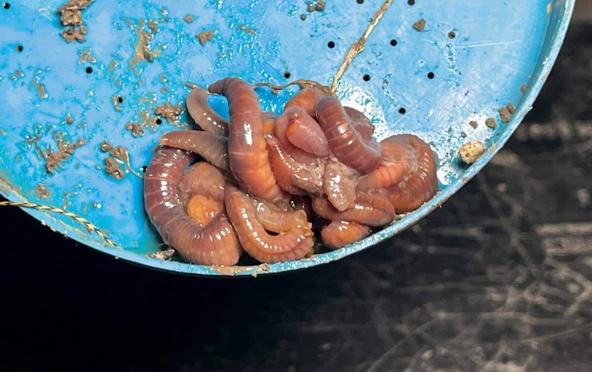 Žížaly