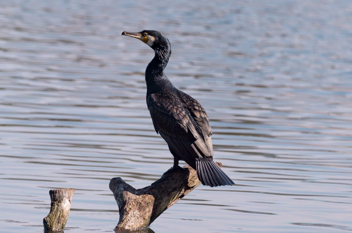 Kormorán