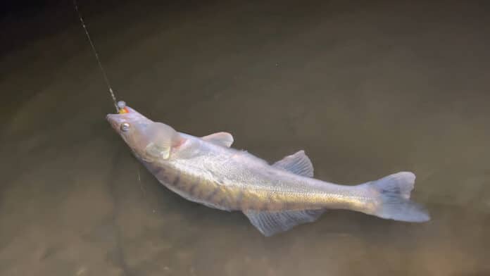 Gumová nástraha na candáty