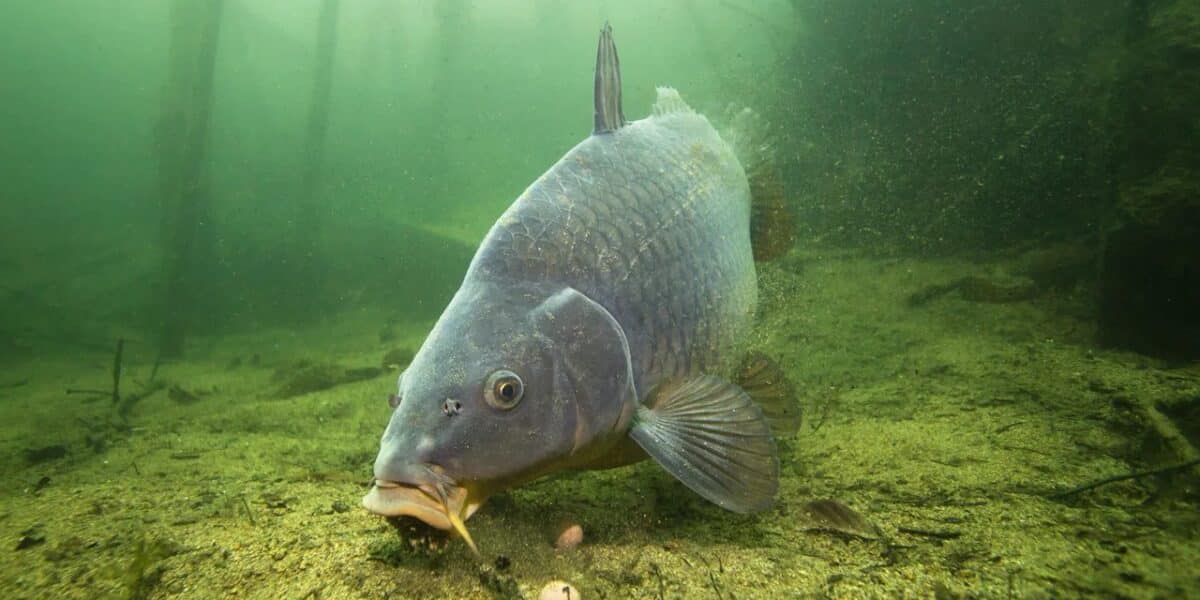 Awa-S Vlasec Ion Power Reflector Carp 600m