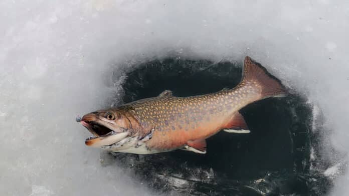 Luck John prut na dírky