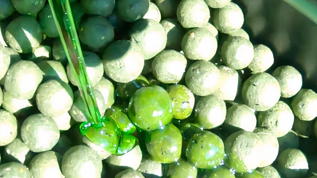 Boilies TB Baits