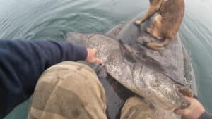 Sumec na paddleboardu