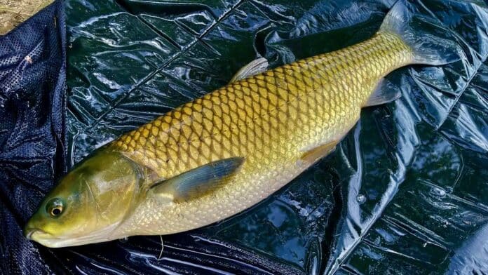 Carpway pelety