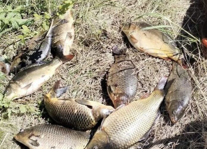 Several carp lying on dry grass after being caught on a fishing trip.