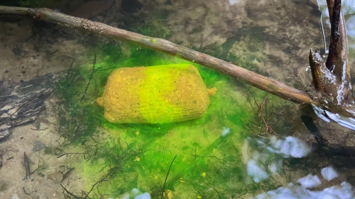 Yellow sponge resting on a sandy bottom underwater, with a green algae glow surrounding it and a branch crossing the scene.