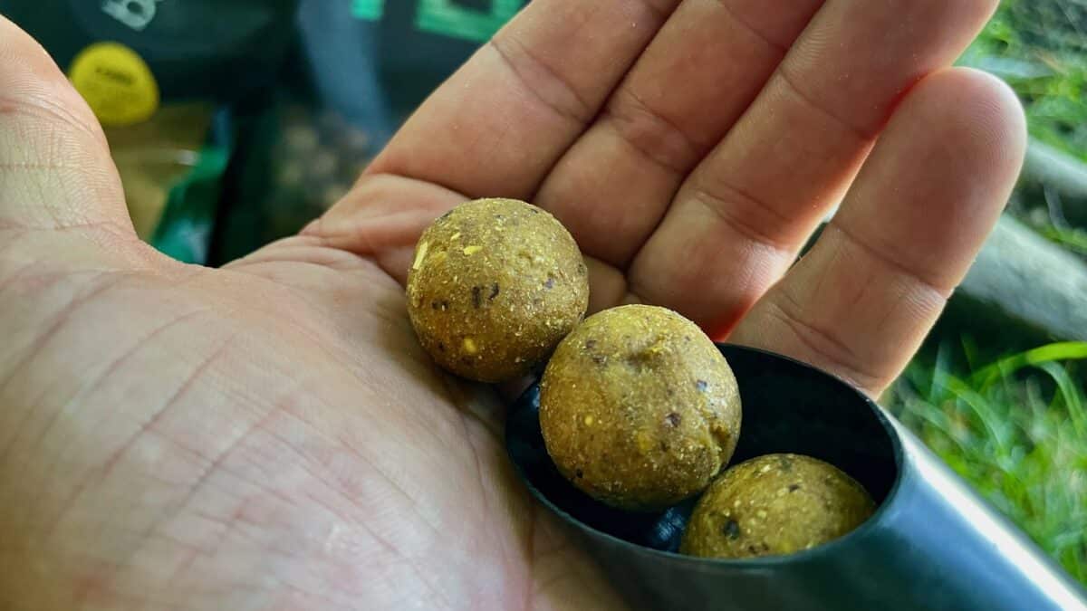 Hand holding three brown, round fishing boilies with yellow flecks in a black scoop