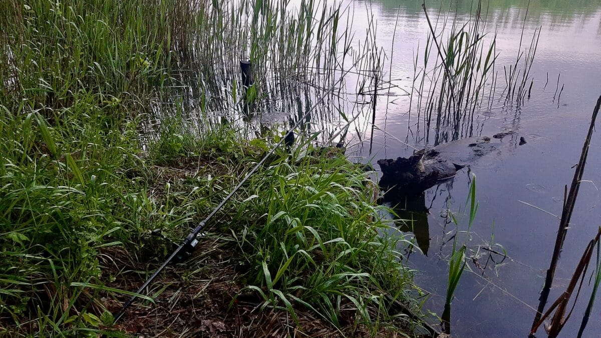 Zkuste lovit po dešti v blízkosti potůčků, kousek od břehu - nese s sebou potravu a ryby o ní vědí