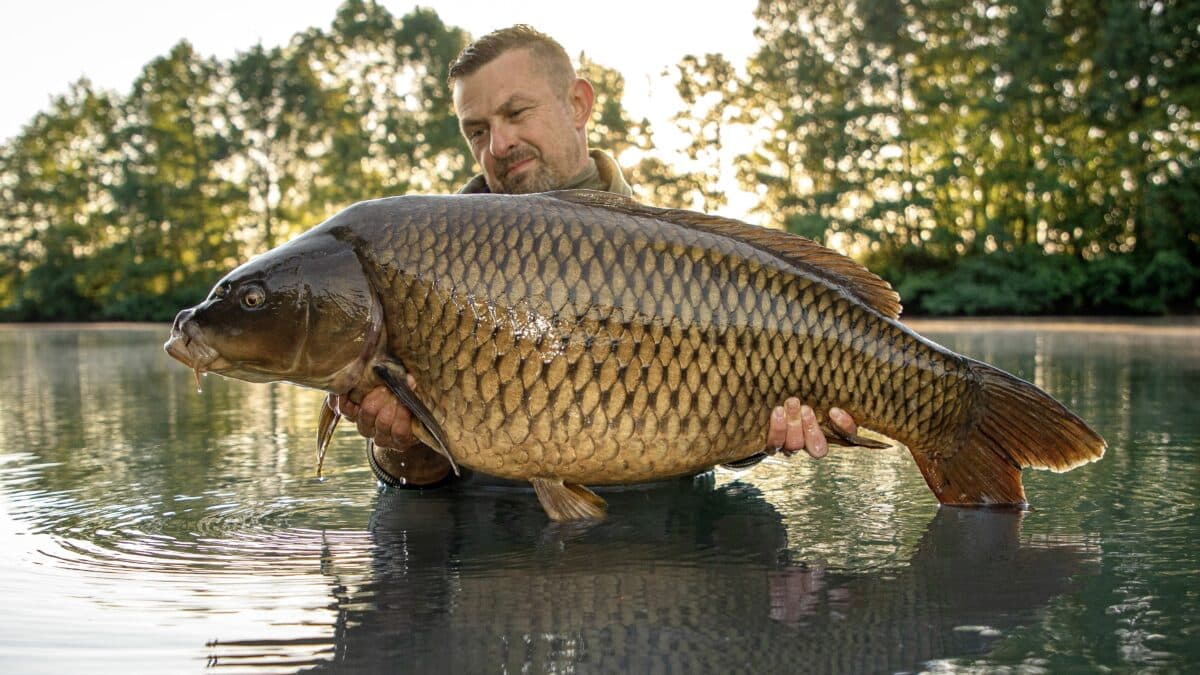 TB Baits