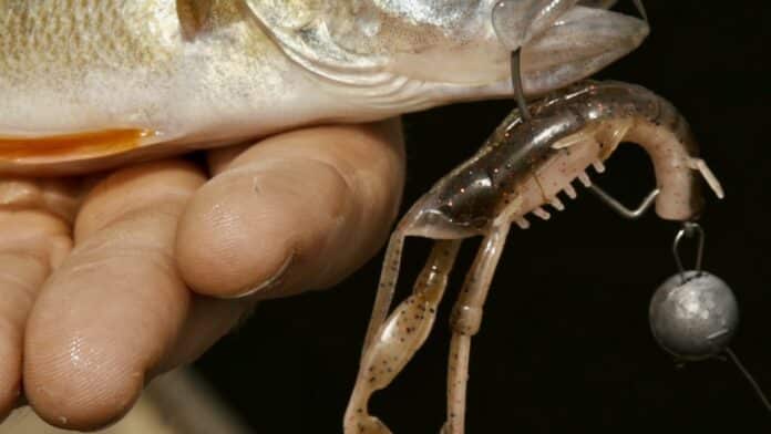 Close-up of a hand holding a fish’s mouth with a soft-plastic crawfish lure and hook attached for removal.