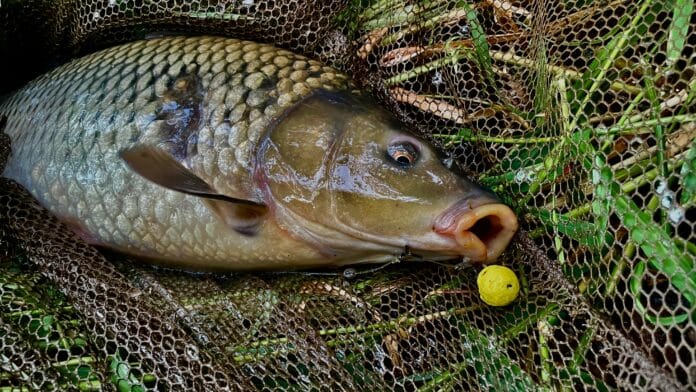 Large carp-like fish trapped in a fishing net among green plants and mesh.