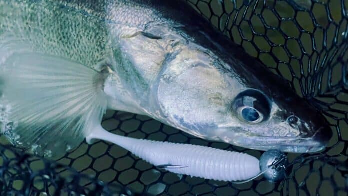 Close-up of a silver fish caught in a dark hexagonal fishing net with a white tube in the foreground.