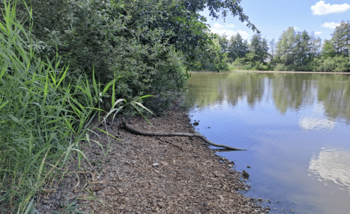 Pebble shoreline with tall grasses and dense shrubs along a calm lake, reflecting trees and blue sky.