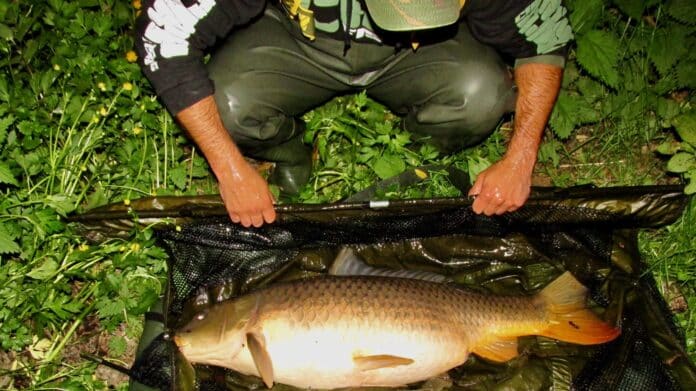 Person in outdoor clothes crouches among greenery, gripping a large carp in a net.