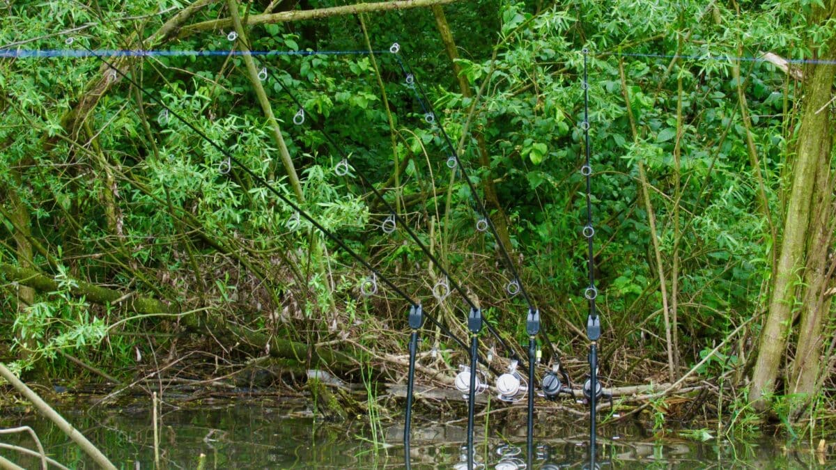 Multiple fishing rods set up along a murky pond, secured among dense green bushes and trees behind the water edge