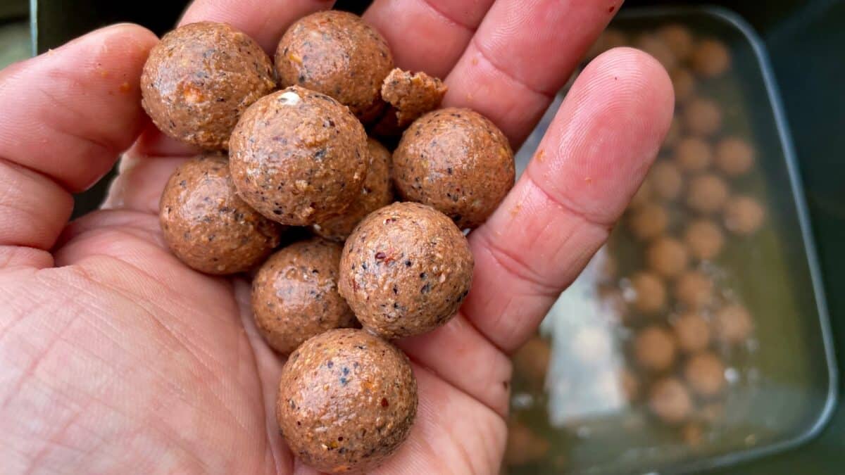 Hand holding several round brown fishing boilies with speckled texture
