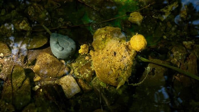 Close-up of a rocky stream bed with yellow and gray stones, and a small dark insect on a rock near the center