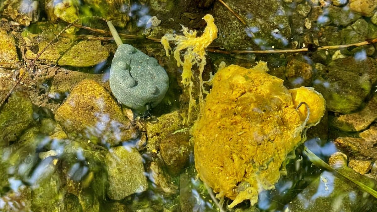 Gray circular device with a cord lying among yellow-orange rocks and algae in a shallow stream surface view in water.