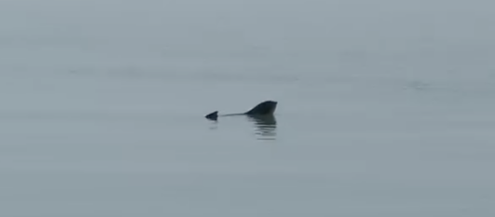 A lone dorsal fin breaking the calm sea surface with a subtle reflection.