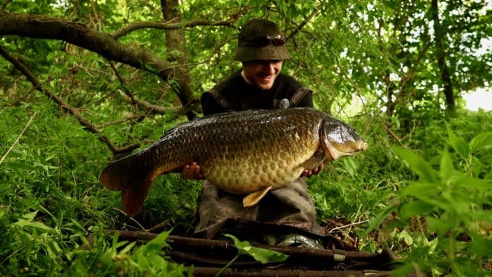 Man wearing a hat and sunglasses holding a large carp in a lush green area.