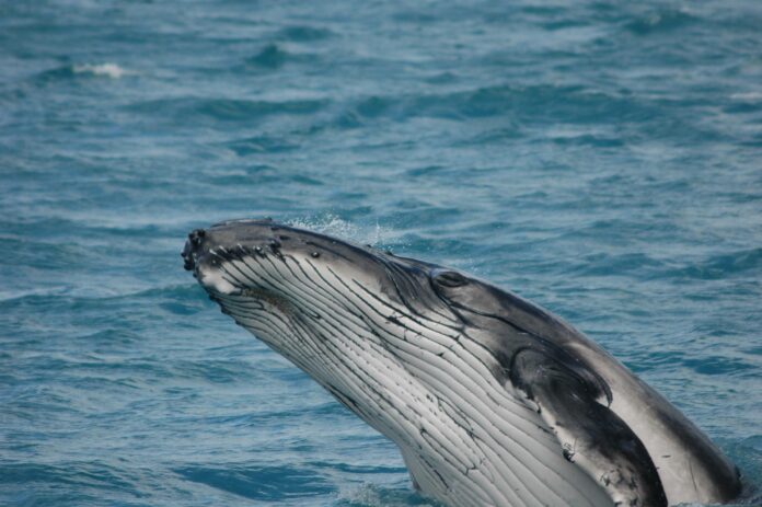 Close-up of a humpback whale's head emerging from blue ocean, showing its baleen and textured jaw lines as water splashes nearby.