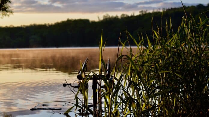 Fishing rods set up in shallow water among tall grasses at sunset on a calm lake by the reeds at the shore.