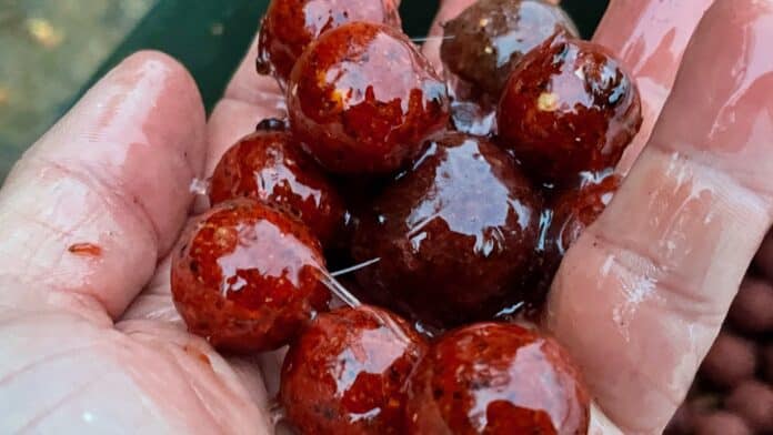 Close-up of gloved hands holding several small glossy red berries with juice.