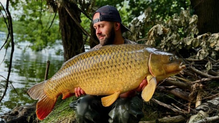 Man wearing a backward cap holds a large golden carp over his lap by a riverside.