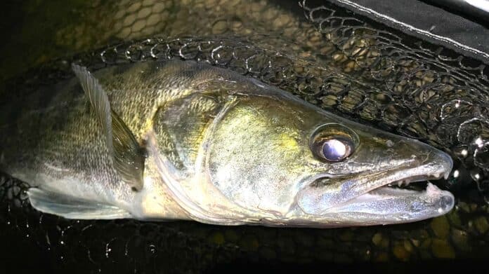 Close-up of a large fish's head caught in a dark fishing net, wet and gleaming in the light.