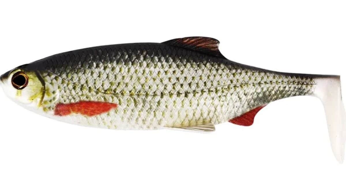 Whole fish laid sideways with a silvery body, dark back, and red fins including the tail and pectorals.