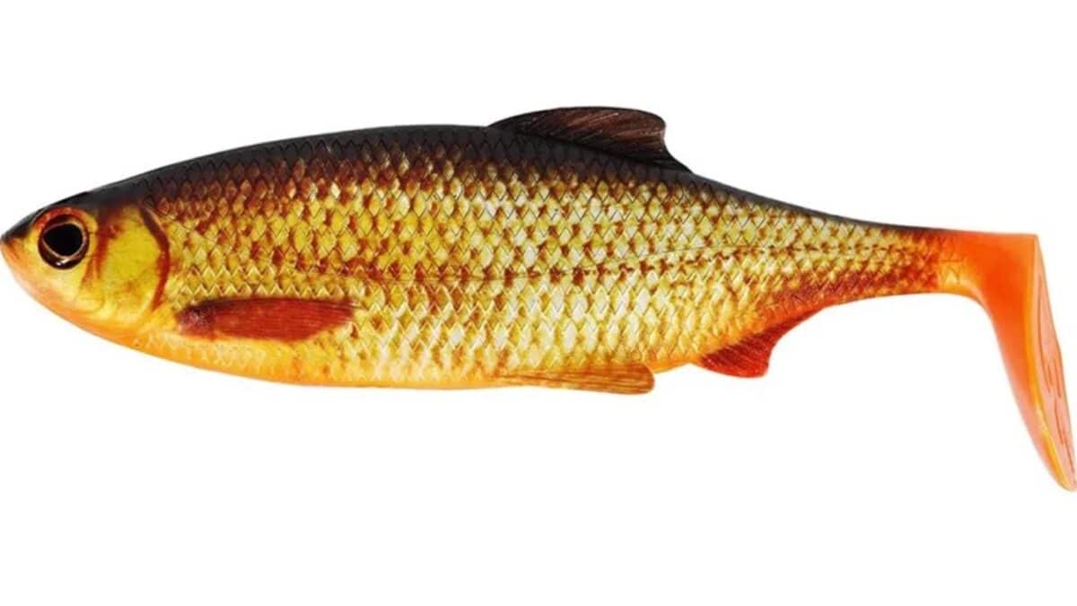 Goldfish with an orange tail and golden body against a white background, facing left to the viewer.