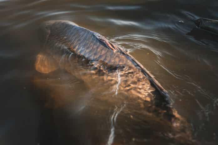 Close-up of a large, dark-scaled fish submerged in brownish water with gentle ripples around it.