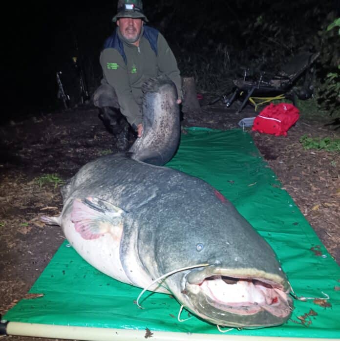 Nighttime outdoor scene of a man in a hat and headlamp holding a large fish on a green tarp with camping gear nearby.