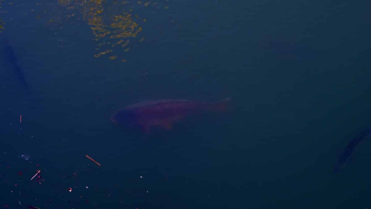 A large fish swimming underwater in dark blue water, centered with some debris drifting at the left edge.