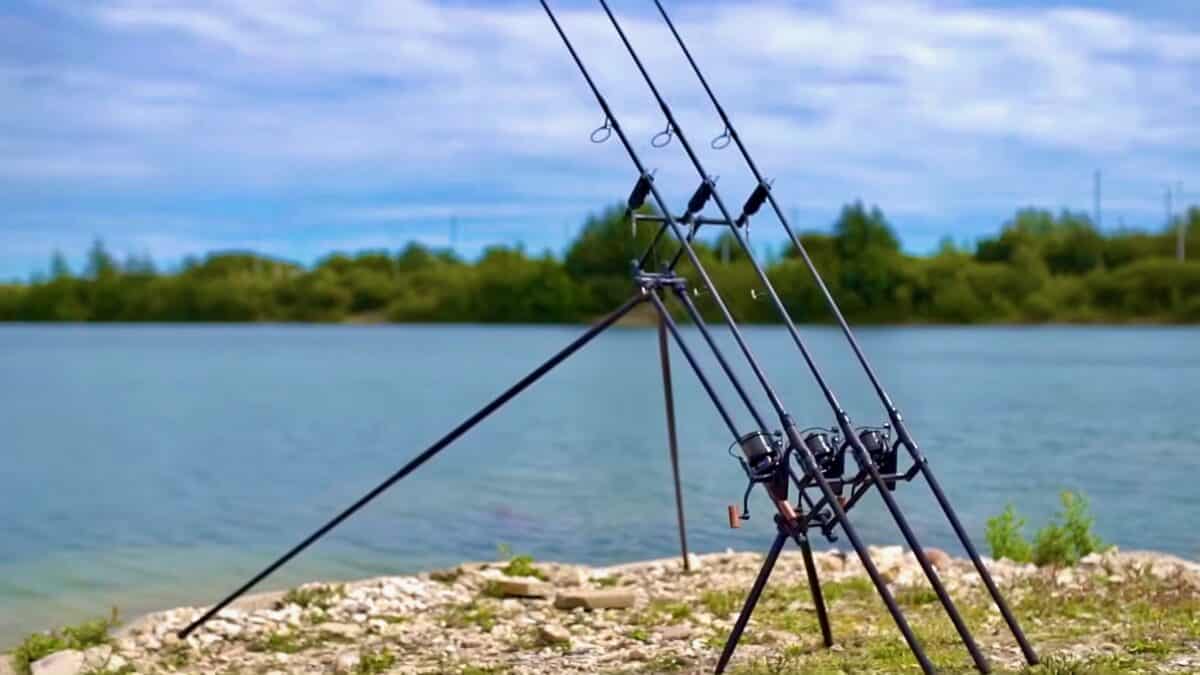 Several fishing rods planted in tripods along a rocky lakeshore with calm water and trees in the distance.